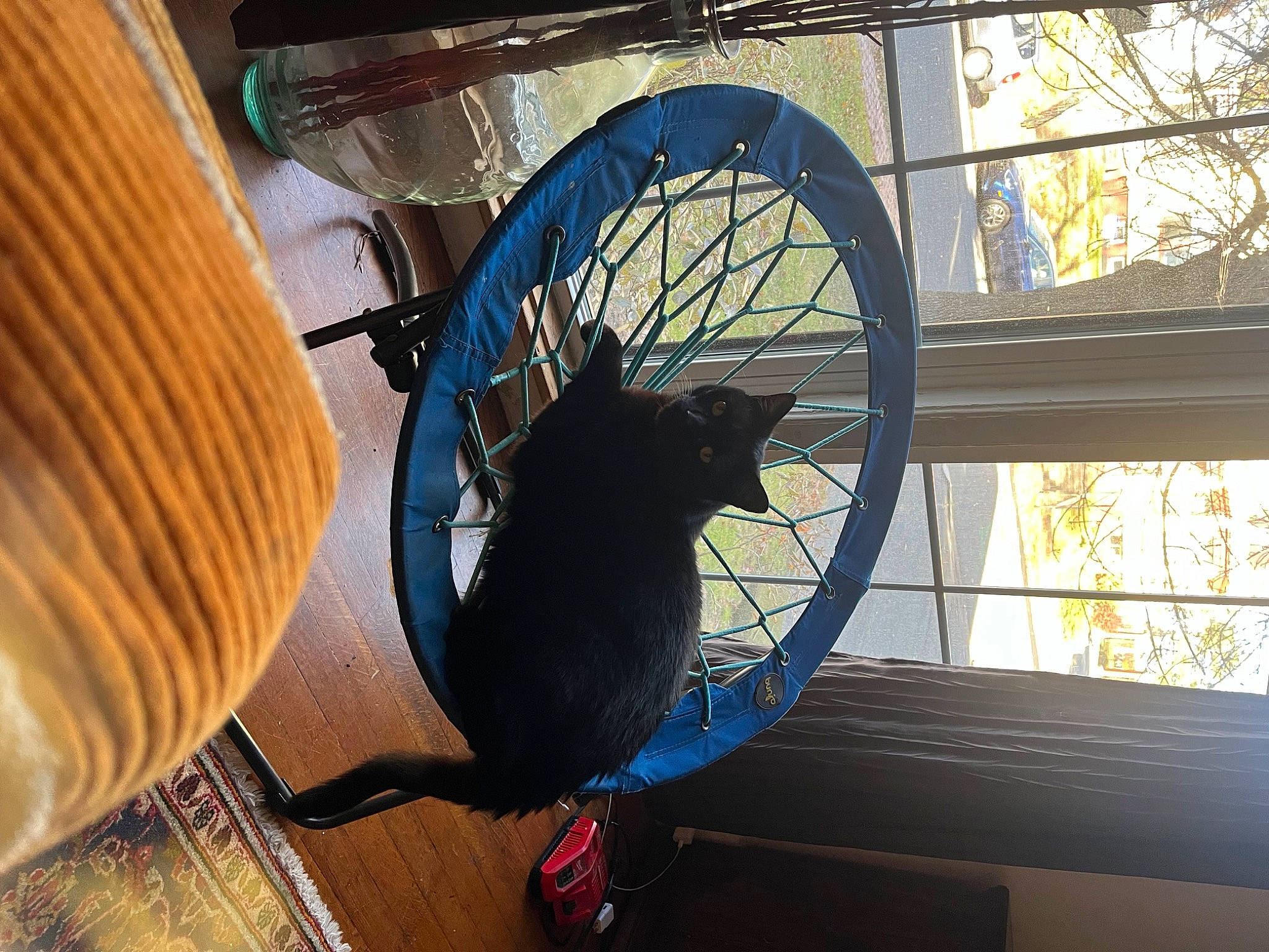 Junior joined the competition — help win amazing prizes! auto_part, automotive_tire, automotive_wheel_system, bicycle_part, bicycle_tire, bicycle_wheel, cat, circle, electric_blue, felidae, hardwood, metal, rim, small_to_medium_sized_cats, spoke, tints_and_shades, tire, tree, wheel, wood