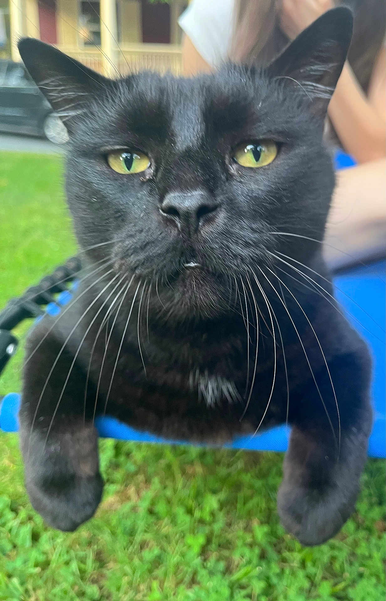 Junior