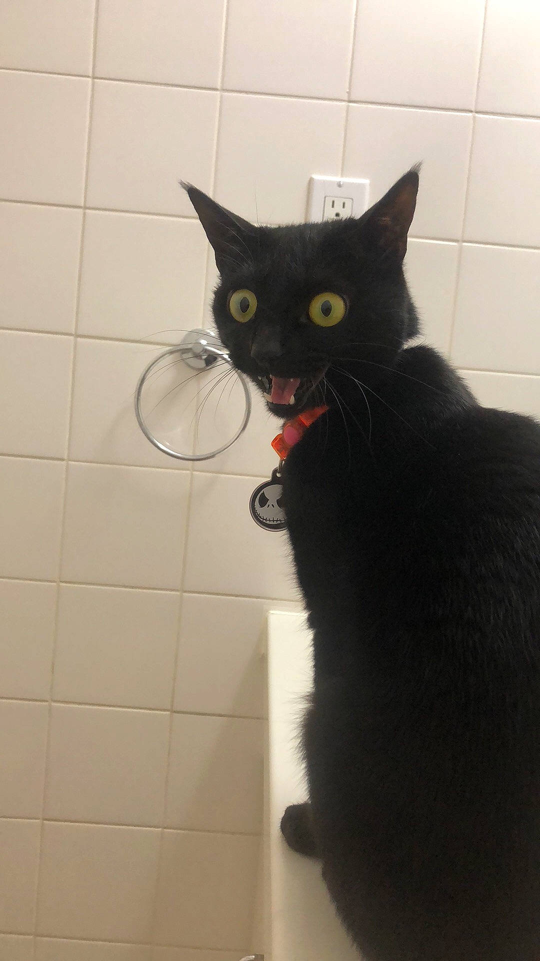 Lily is registered to the contest to win money with this photo: bathroom, black_cat, carnivore, cat, claw, domestic_short_haired_cat, eye, felidae, floor, flooring, fur, grey, head, paw, plumbing_fixture, small_to_medium_sized_cats, snout, tail, whiskers, white