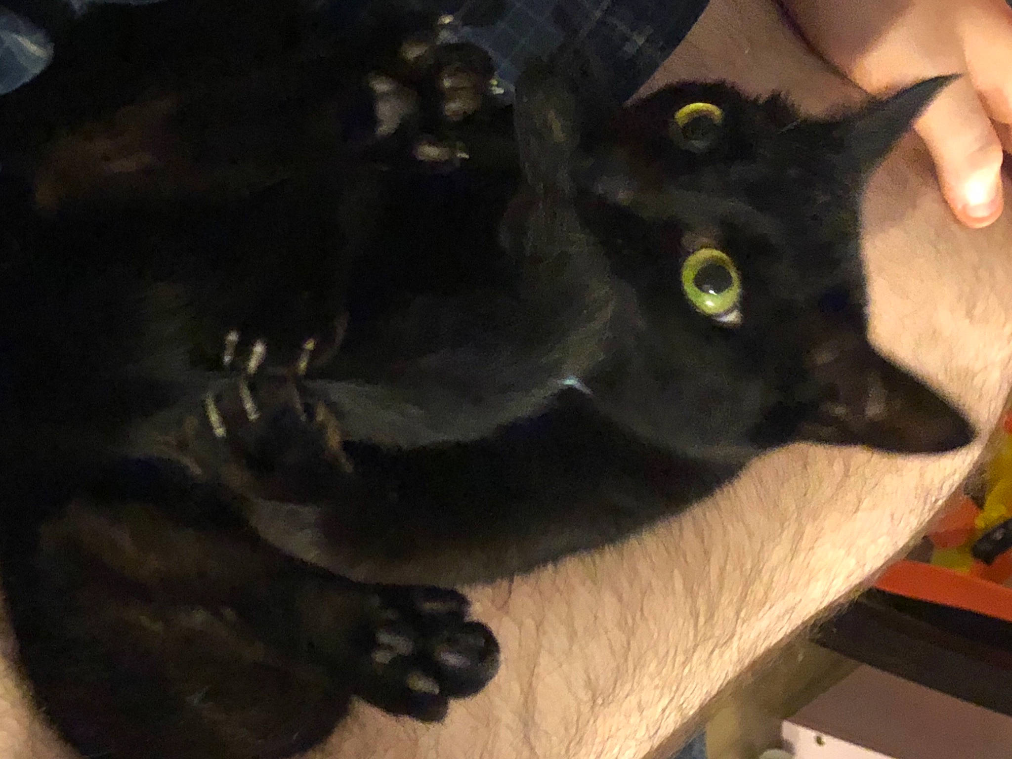 Lily joined the competition — help win amazing prizes! black_cat, bombay, carnivore, cat, claw, domestic_short_haired_cat, felidae, fur, gesture, havana_brown, small_to_medium_sized_cats, snout, tail, terrestrial_animal, whiskers