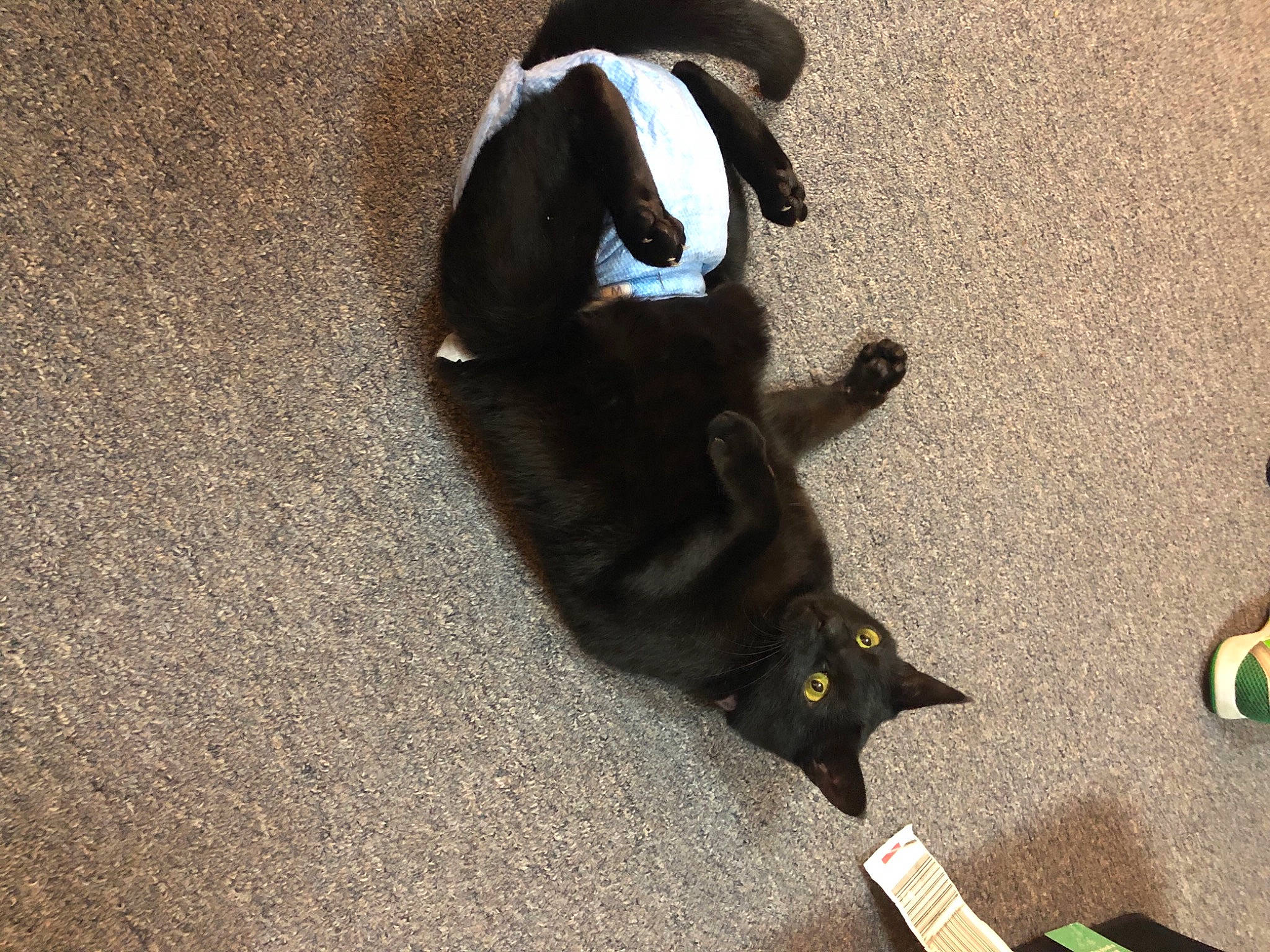 Lily joined the competition — help win amazing prizes! asphalt, bombay, canidae, carnivore, cat, companion_dog, dog, dog_breed, felidae, flooring, fur, hat, human_leg, paw, road_surface, shadow, small_to_medium_sized_cats, sporting_group, tail, whiskers