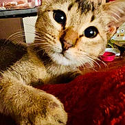 abyssinian, animal, architecture, building, cat, couch, electronics, furniture, hardware, indoors, kitten, livingroom, manx, person, pet, plant, pottedplant, shelf, siamese, sleeping