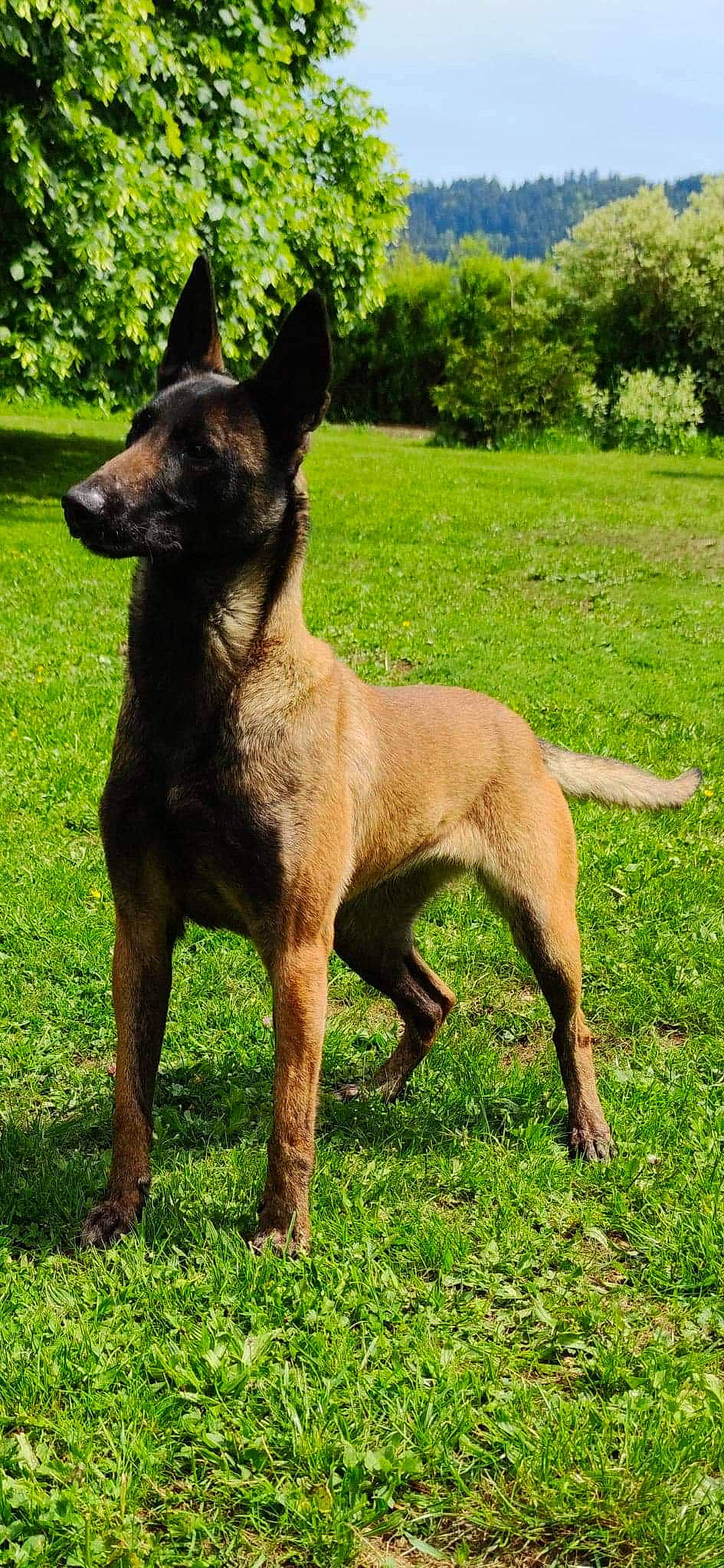Jaika a rejoint le concours — aidez-le/la à gagner de superbes lots ! ancient_dog_breeds, australian_kelpie, belgian_shepherd, belgian_shepherd_malinois, canidae, carnivore, dog, dog_breed, mammal, rare_breed_dog, vertebrate, working_dog