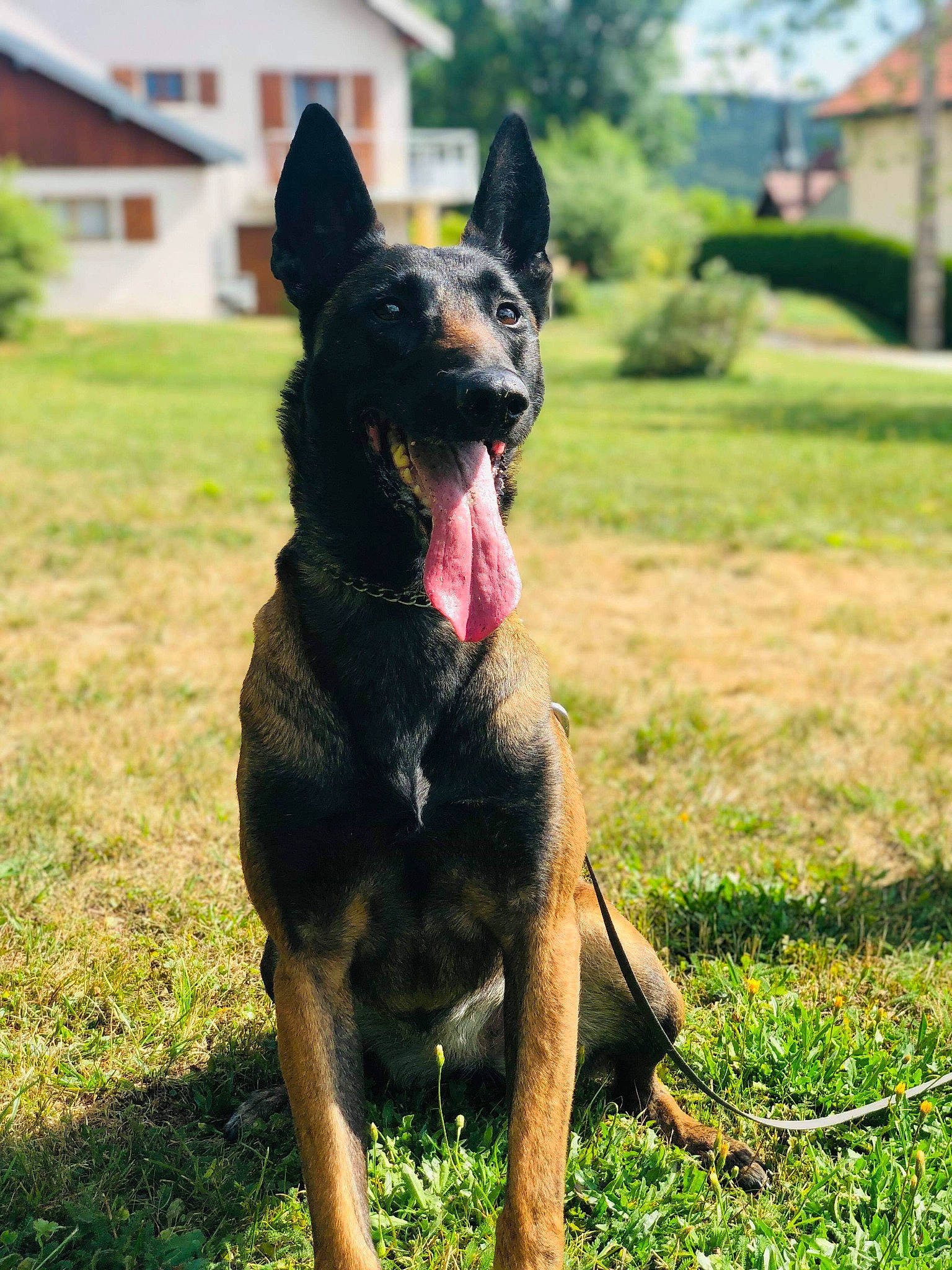 Jaika participe au concours pour gagner de l'argent avec cette photo : australian_kelpie, beauceron, black_and_tan_terrier, canidae, carnivore, companion_dog, dog, dog_breed, east_european_shepherd, herding_dog, lancashire_heeler, mammal, rare_breed_dog, vertebrate, working_dog