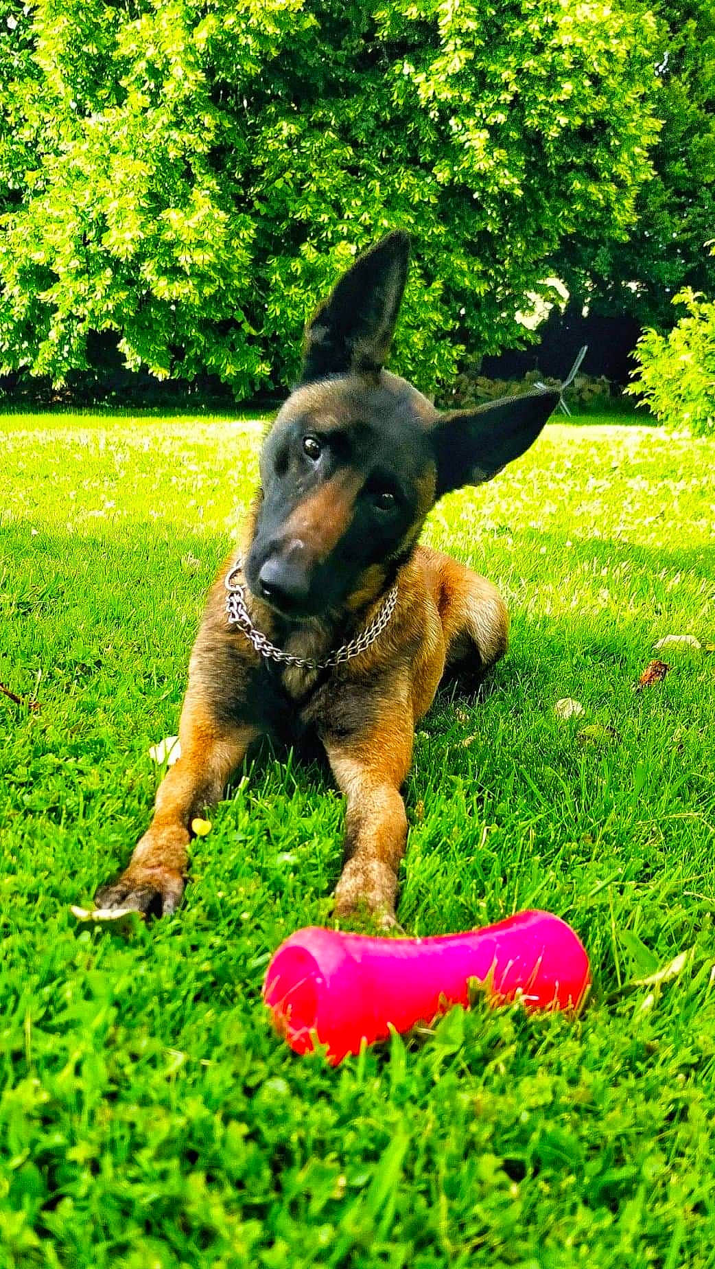 Jaika participe au concours pour gagner de l'argent avec cette photo : ball, canidae, carnivore, dog, dog_breed, dog_toy, east_european_shepherd, german_shepherd_dog, grass, king_shepherd, kunming_wolfdog, mammal, old_german_shepherd_dog, shiloh_shepherd_dog, snout, vertebrate, working_dog