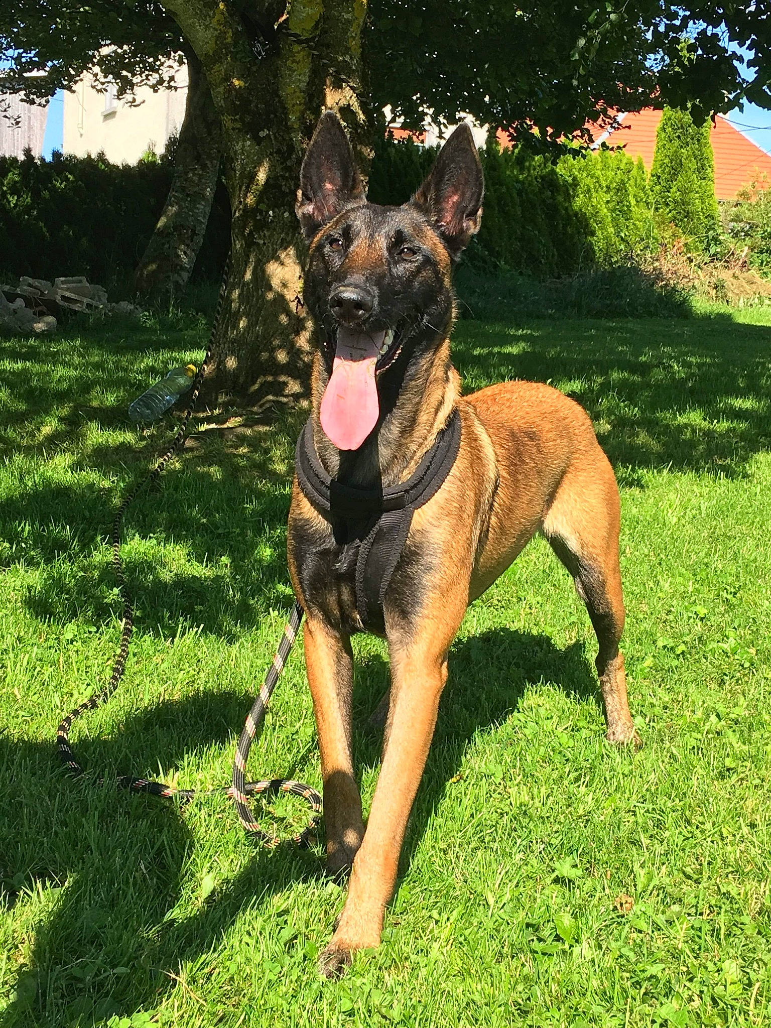 Jaika participe au concours pour gagner de l'argent avec cette photo : alano_espanol, belgian_shepherd_malinois, canidae, carnivore, dog, dog_breed, fawn, mammal, plant, police_dog, rare_breed_dog, vertebrate, working_dog
