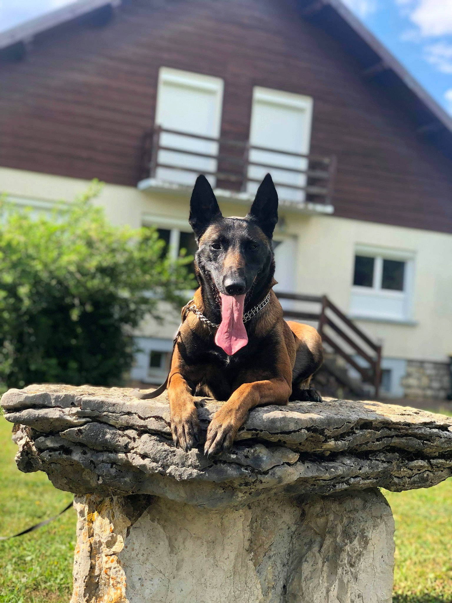 Jaika a rejoint le concours — aidez-le/la à gagner de superbes lots ! belgian_shepherd, belgian_shepherd_malinois, canidae, carnivore, dog, dog_breed, dutch_shepherd_dog, east_european_shepherd, fawn, german_shepherd_dog, king_shepherd, kunming_wolfdog, mammal, old_german_shepherd_dog, police_dog, rare_breed_dog, tree, vertebrate, working_dog