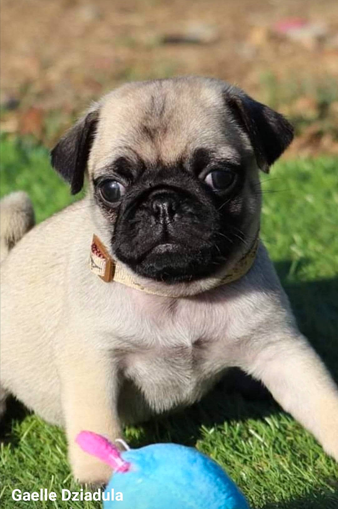 Phoebus a rejoint le concours — aidez-le/la à gagner de superbes lots ! ancient_dog_breeds, canidae, carnivore, close_up, companion_dog, dog, dog_breed, fawn, grass, mammal, photography, pug, puppy, puppy_love, snout, sporting_group, toy_dog, vertebrate