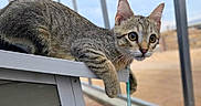 Birdie joined the competition — help win amazing prizes! cat, tabby, animal, pet, feline, curious, leash, wooden_surface, outdoor, blurred_background, ears, whiskers, paws, closeup, young_cat, gray_fur, striped_fur, alert, side_view, natural_light