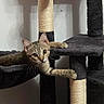 Birdie is registered to the contest to win money with this photo: cat, kitten, tabby, pet, animal, climbing, cat_tree, indoor, furniture, curious, whiskers, ears, paws, playful, young, cute, feline, claw, resting, looking