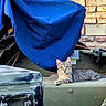 Birdie is registered to the contest to win money with this photo: cat, tabby_cat, animal, pet, outdoor, vehicle, metal, blue_tarp, brick_wall, curious, relaxed, lying_down, ears_up, yellow_eyes, texture, shadow, daylight, close_up, domestic, feline