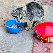 Birdie joined the competition — help win amazing prizes! kitten, cat, tabby, food_bowl, water_bowl, pet, animal, outdoor, stone_floor, curious, young, feline, small, brown, gray, striped, domestic, looking_up, closeup, cute