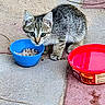 kitten, cat, tabby, food_bowl, water_bowl, pet, animal, outdoor, stone_floor, curious, young, feline, small, brown, gray, striped, domestic, looking_up, closeup, cute
