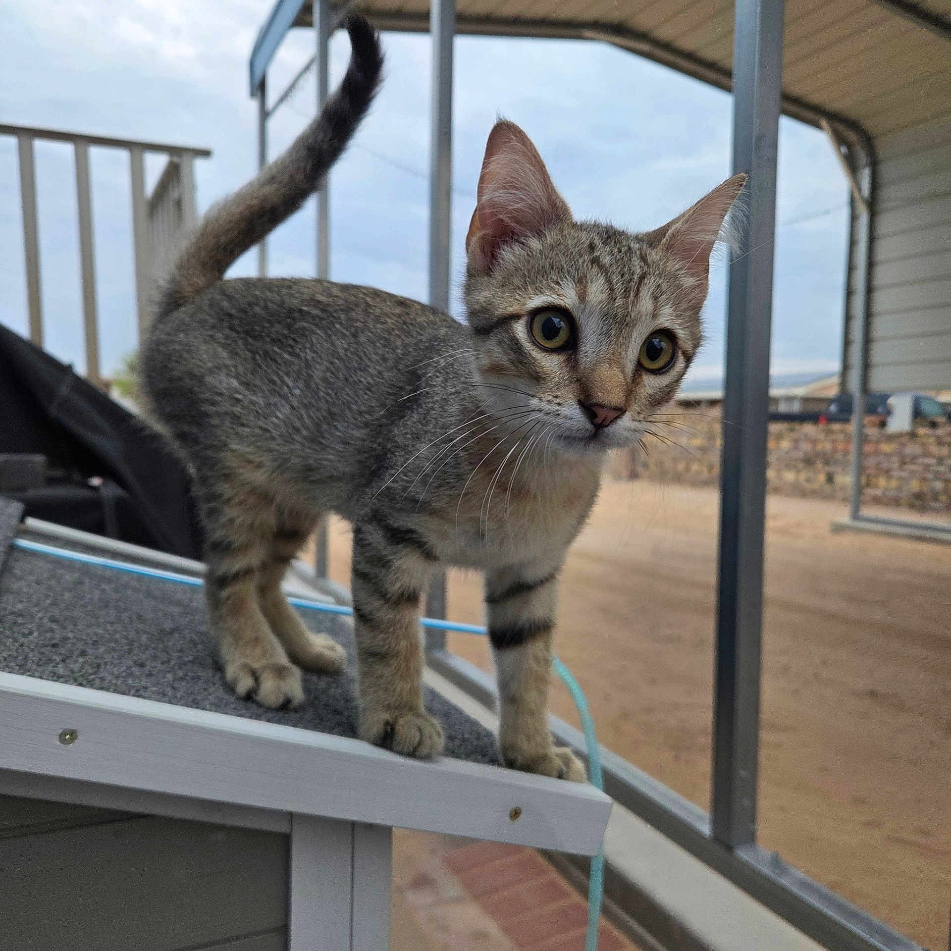 Birdie joined the competition — help win amazing prizes! kitten, cat, tabby, animal, pet, outdoor, curious, young, fur, whiskers, ears, tail, platform, metal, yard, sky, fence, daylight, closeup, nature