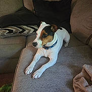 Jax joined the competition — help win amazing prizes! alert, animal, black, blanket, brown, canine, collar, comfort, couch, dog, fur, indoor, living_room, paw, pet, pillow, relaxation, resting, side_view, white
