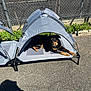 Joka is registered to the contest to win money with this photo: dog, pet_bed, canopy, outdoor, sunlight, pavement, chain_link_fence, greenery, shadow, relaxed, black_dog, tan_markings, resting, animal, leisure, daylight, shade, metal_frame, fabric, collar