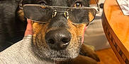 Joka is registered to the contest to win money with this photo: dog, glasses, hand, indoor, wooden_table, animal, pet, close_up, brown, black, face, snout, fur, nose, eyes, cozy, home, furniture, person_hand, casual