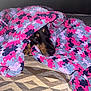 Joka joined the competition — help win amazing prizes! dog, blanket, crocheted, colorful, cozy, pet, indoor, snug, face, brown, black, textile, pattern, fabric, resting, cute, animal, fur, lying_down, comfort
