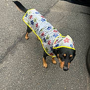 Joka joined the competition — help win amazing prizes! dog, raincoat, pavement, car, water_bottle, outdoor, animal, pet, black_dog, brown_paws, flower_pattern, rainwear, vehicle, sidewalk, canine, leash_absent, daylight, standing, protective_clothing, road_surface