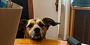 Fifi joined the competition — help win amazing prizes! dog, table, wooden, indoor, curtain, window, plant, pot, receipt, paper_bag, chair, ear, face, pet, waiting, home, cozy, furniture, domestic, curtains