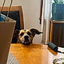 dog, table, wooden, indoor, curtain, window, plant, pot, receipt, paper_bag, chair, ear, face, pet, waiting, home, cozy, furniture, domestic, curtains