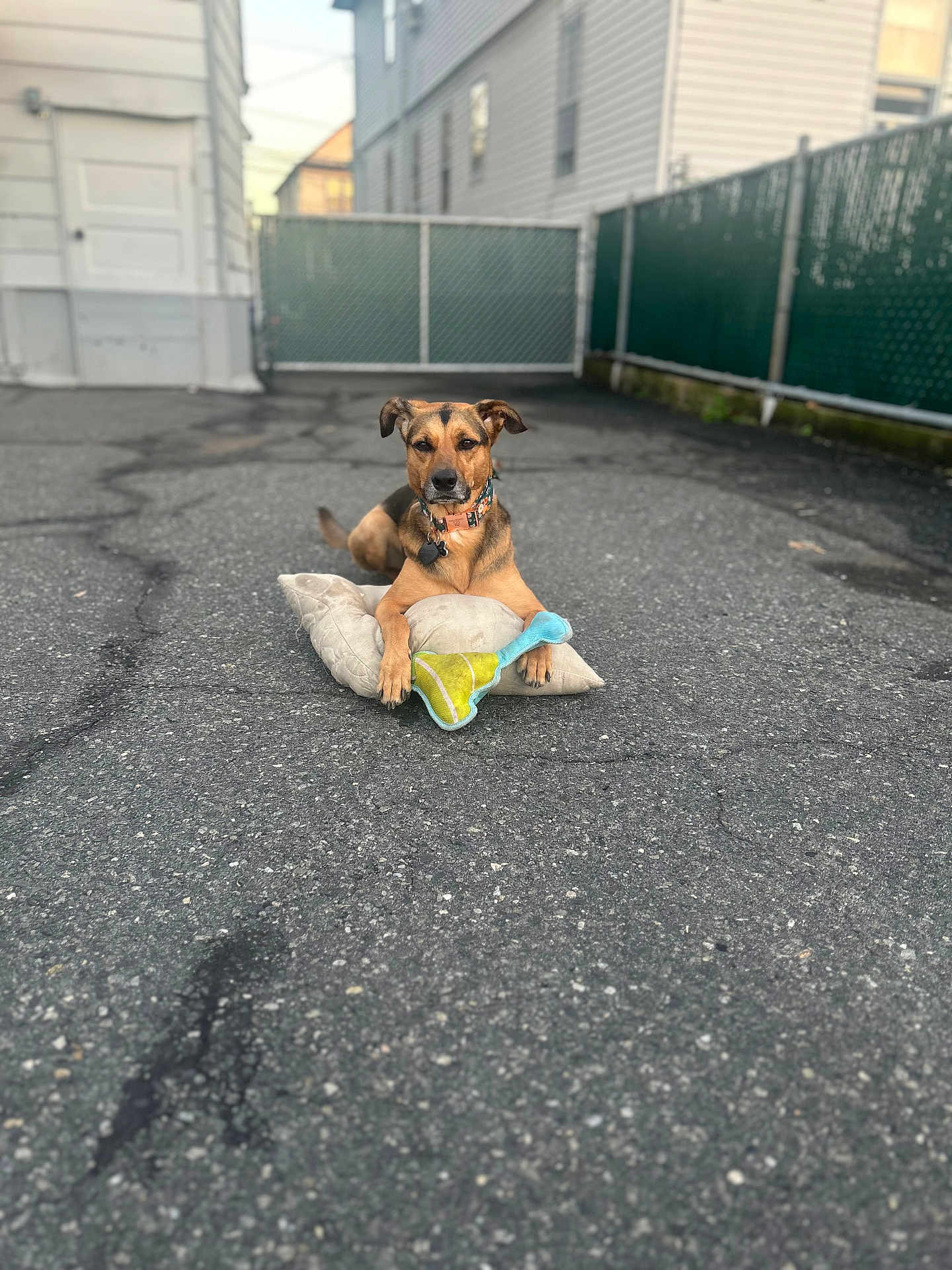 Fifi is registered to the contest to win money with this photo: dog, toy, pillow, asphalt, driveway, fence, residential_building, outdoor, pet, animal, collar, quiet, calm, daytime, leisure, playful, brown_dog, pavement, suburban, resting