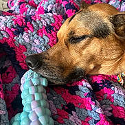 Fifi is registered to the contest to win money with this photo: dog, sleeping, toy, blanket, crochet, colorful, cozy, pet, resting, brown, closeup, indoor, snout, fur, relaxation, comfort, animal, napping, cute, collar