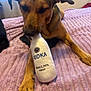 Fifi joined the competition — help win amazing prizes! dog, toy, plush_toy, bed, blanket, indoor, pet, animal, brown_dog, canine, relaxing, playful, soft_toy, fabric, fur, paw, nose, ear, collar, resting