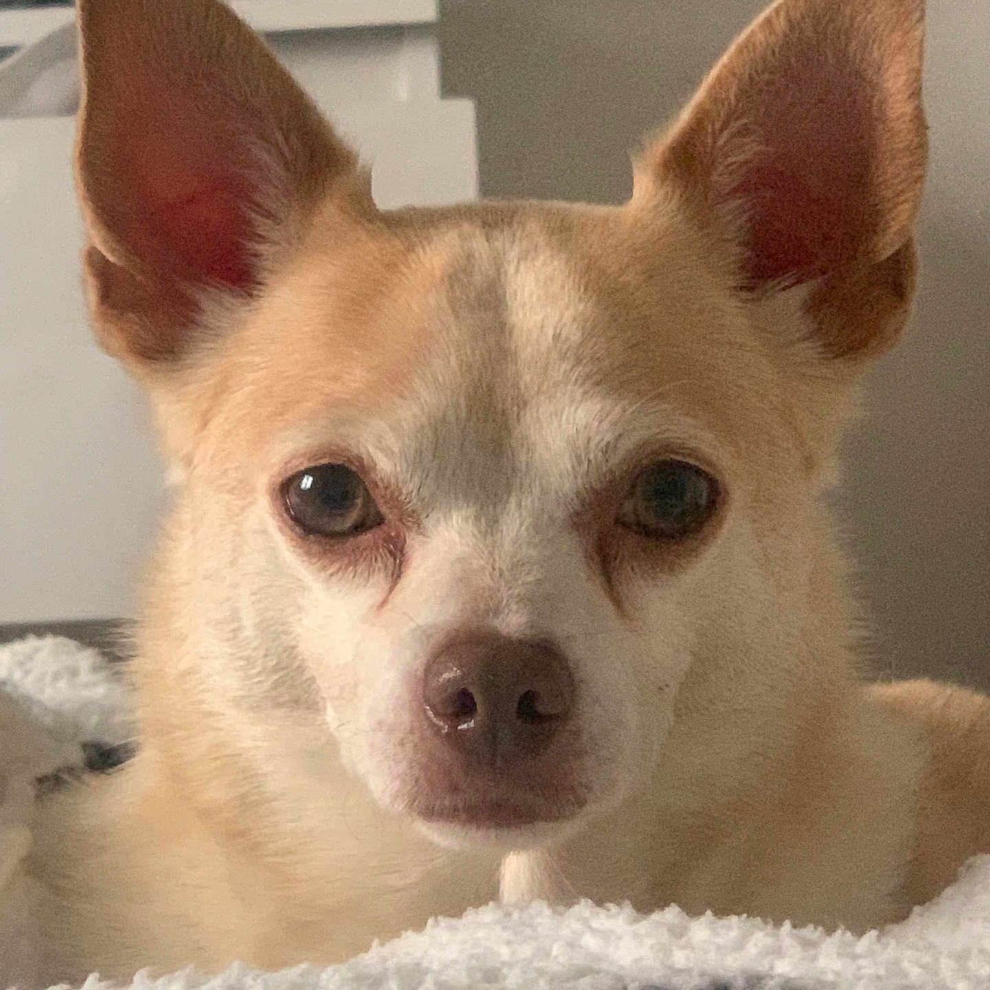 Chico is registered to the contest to win money with this photo: animal, canine, chihuahua, dog, eskimodog, pet, puppy, snout, whitedog