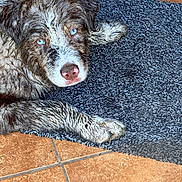 Frankie joined the competition — help win amazing prizes! animal, blue_eyes, cute, dog, floor, fur, home, indoors, looking_up, mat, mischievous, muddy, paw, pet, playful, portrait, resting, texture, tile, wet_fur
