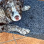 animal, blue_eyes, cute, dog, floor, fur, home, indoors, looking_up, mat, mischievous, muddy, paw, pet, playful, portrait, resting, texture, tile, wet_fur