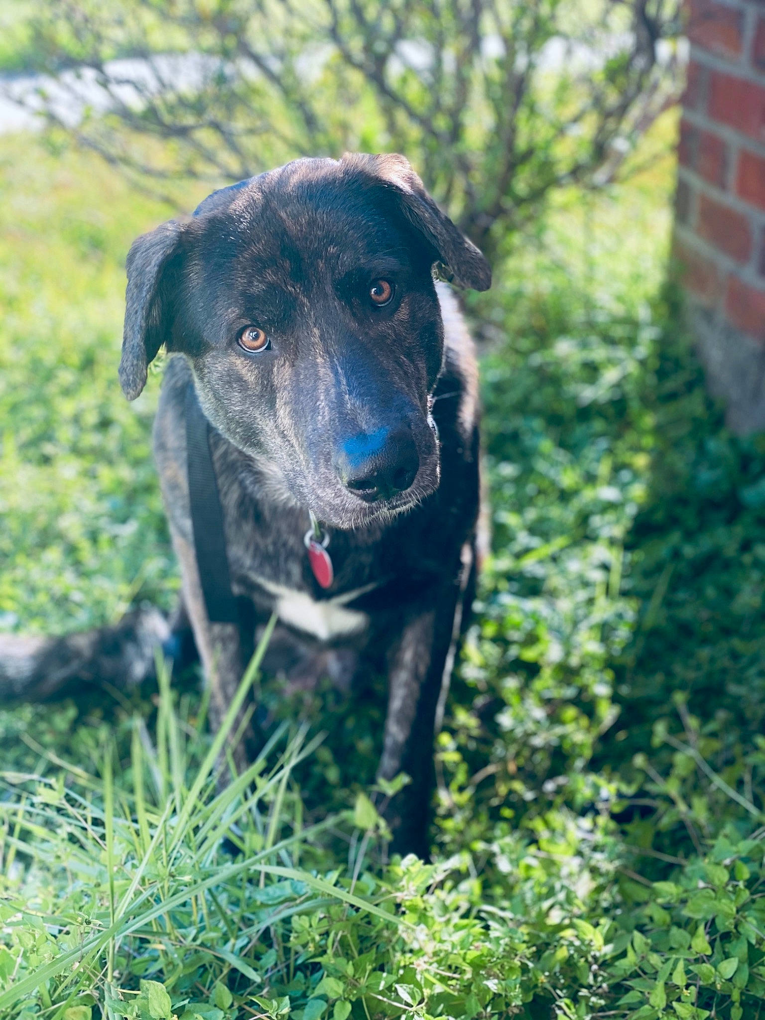 Blue is registered to the contest to win money with this photo: borador, brickwork, canidae, carnivore, collar, companion_dog, dog, dog_breed, dog_collar, electric_blue, grass, gun_dog, labrador_retriever, plant, pointing_breed, retriever, tail, tree, whiskers, working_animal