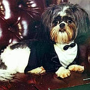 Bryce joined the competition — help win amazing prizes! dog, tuxedo, pet_clothing, leather_chair, indoor, portrait, small_dog, furniture, brown, white, black, formal, cute, animal, sitting, looking, wide_eyes, fur, face, paw