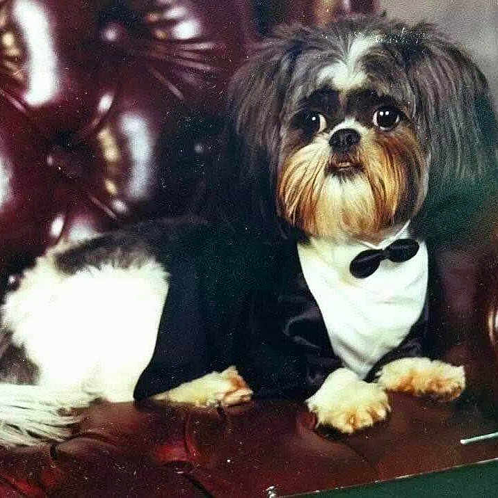 Bryce joined the competition — help win amazing prizes! animal, black, brown, cute, dog, face, formal, fur, furniture, indoor, leather_chair, looking, paw, pet_clothing, portrait, sitting, small_dog, tuxedo, white, wide_eyes