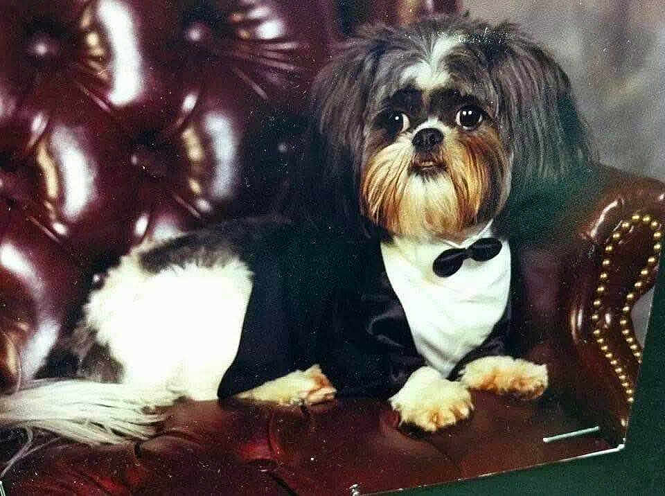 Bryce joined the competition — help win amazing prizes! dog, tuxedo, pet_clothing, leather_chair, indoor, portrait, small_dog, furniture, brown, white, black, formal, cute, animal, sitting, looking, wide_eyes, fur, face, paw