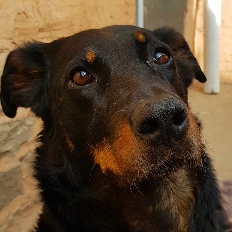 Jessie a rejoint le concours — aidez-le/la à gagner de superbes lots ! animal, appenzeller, canine, cockerspaniel, couch, dog, furniture, germanshepherd, hound, indoors, labradorretriever, pet, pointer, puppy, silhouette, snout, terrier