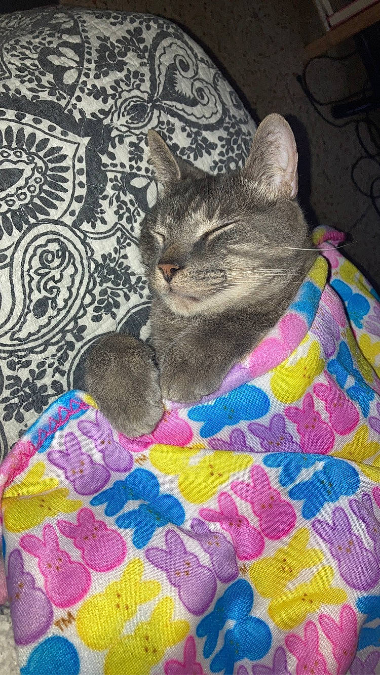 Gandalf joined the competition — help win amazing prizes! art, carnivore, cat, comfort, domestic_short_haired_cat, fawn, felidae, fur, grey, linens, magenta, nap, pattern, paw, plant, small_to_medium_sized_cats, snout, tail, visual_arts, whiskers