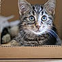 cat, kitten, tabby, cardboard_box, whiskers, green_eyes, closeup, pet, indoor, fur, ears, paws, curious, sitting, portrait, cute, wooden_floor, blurred_background, shallow_depth_of_field, cardboard