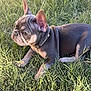 dog, puppy, french_bulldog, grass, outdoor, sunlight, pet, animal, cute, lying_down, fur, ears, collar, nature, young, small_dog, side_view, adorable, canine, mammal