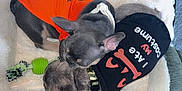 Penny And Paco is registered to the contest to win money with this photo: puppy, dog, costume, bed, snuggling, toy, pet, cute, sleeping, cozy, indoor, animal, fur, collar, playful, resting, small_dog, canine, blanket, comfort