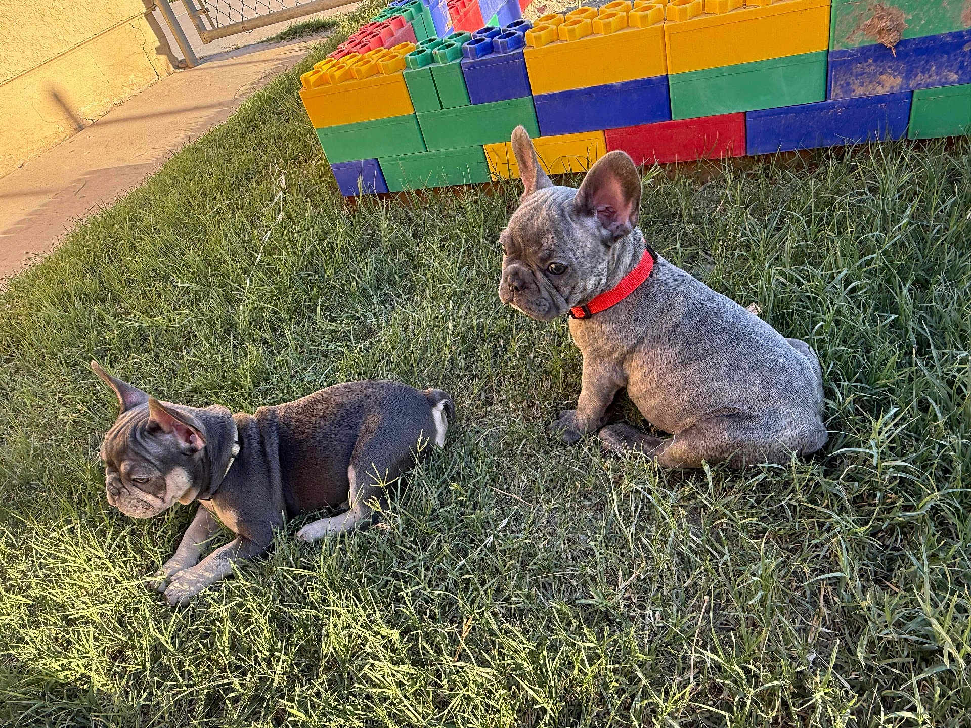 Penny And Paco