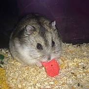 Réglisse participe au concours pour gagner de l'argent avec cette photo : chinchilla, degu, dormouse, fawn, gerbil, hamster, jerboa, mammal, marsupial, mouse, muridae, muroidea, pest, possum, rat, rodent, vertebrate