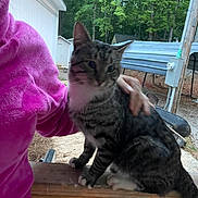 Mochi joined the competition — help win amazing prizes! cat, tabby_cat, person, pink_fleece, hand, wooden_railing, outdoor, trees, shed, nature, petting, animal, fur, feline, greenery, daylight, backyard, resting, companion, calm