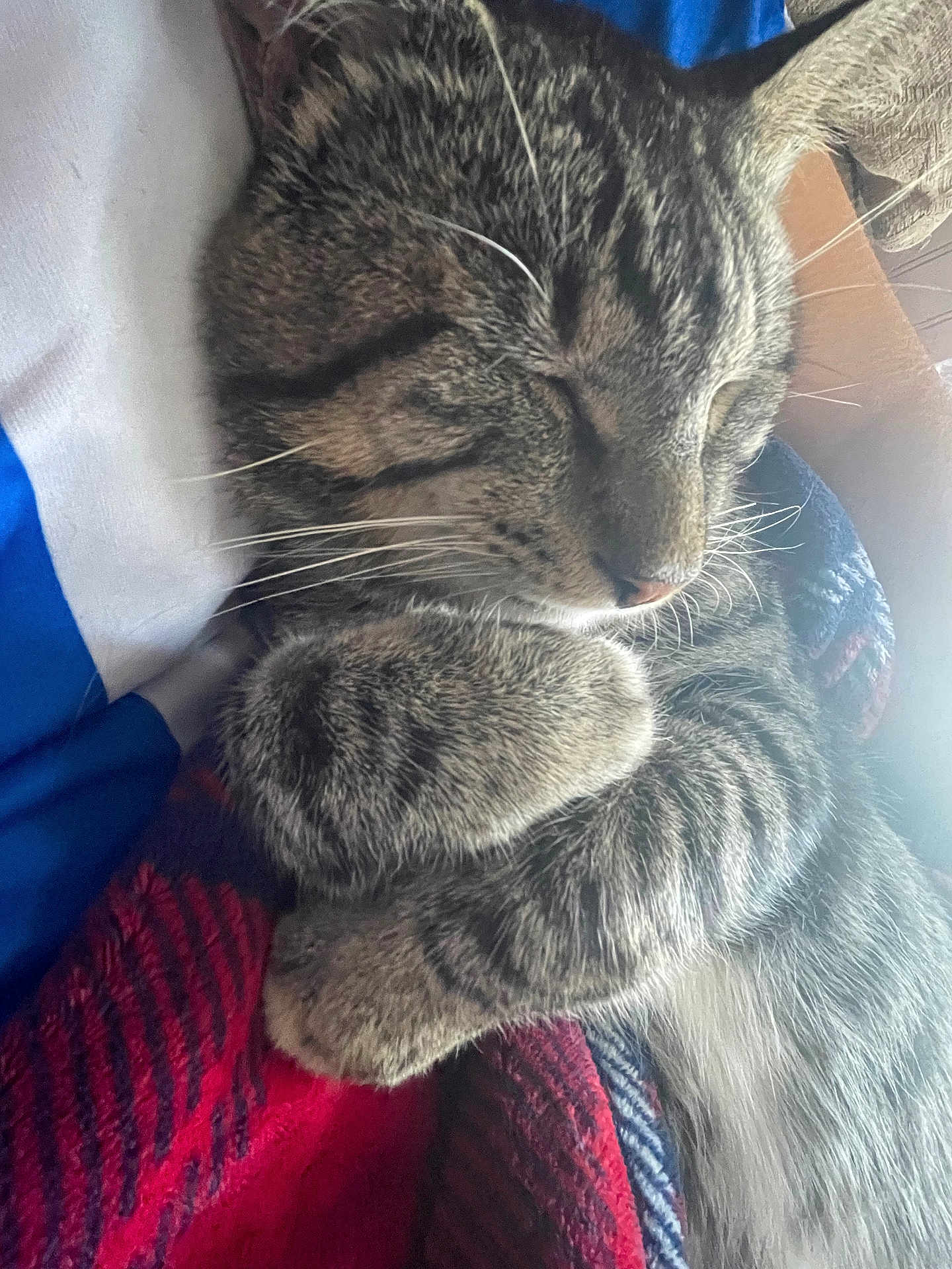Mochi joined the competition — help win amazing prizes! cat, tabby, sleeping, cozy, fur, whiskers, paws, blanket, indoor, resting, cute, pet, animal, closeup, comfort, relaxation, feline, nap, soft, warm