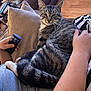 Mochi joined the competition — help win amazing prizes! cat, tabby_cat, person, hand, remote_control, couch, pillow, blanket, wooden_floor, indoor, pet, resting, lap, striped, fur, cozy, relaxed, living_room, casual, comfort