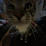 Mochi joined the competition — help win amazing prizes! cat, indoor, blurry, close_up, pet, feline, whiskers, living_room, curious, low_light, couch, domestic_animal, furniture, animal, mammal, tabby, household, dark, front_view, close