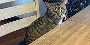 Mochi is registered to the contest to win money with this photo: cat, tabby, chair, wooden_table, blanket, indoor, furniture, striped_fur, pet, animal, domestic_cat, table, seat, cozy, resting, looking, feline, patterned_fur, household, quiet