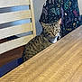 cat, tabby, chair, wooden_table, blanket, indoor, furniture, striped_fur, pet, animal, domestic_cat, table, seat, cozy, resting, looking, feline, patterned_fur, household, quiet