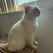 Ivory is registered to the contest to win money with this photo: animal, calm, cat, curtains, domestic_cat, feline, furniture, indoor, looking_outside, mammal, natural_light, pet, quiet, side_view, sitting, stool, wall, white_cat, window, woven_stool
