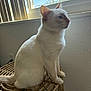 animal, calm, cat, curtains, domestic_cat, feline, furniture, indoor, looking_outside, mammal, natural_light, pet, quiet, side_view, sitting, stool, wall, white_cat, window, woven_stool
